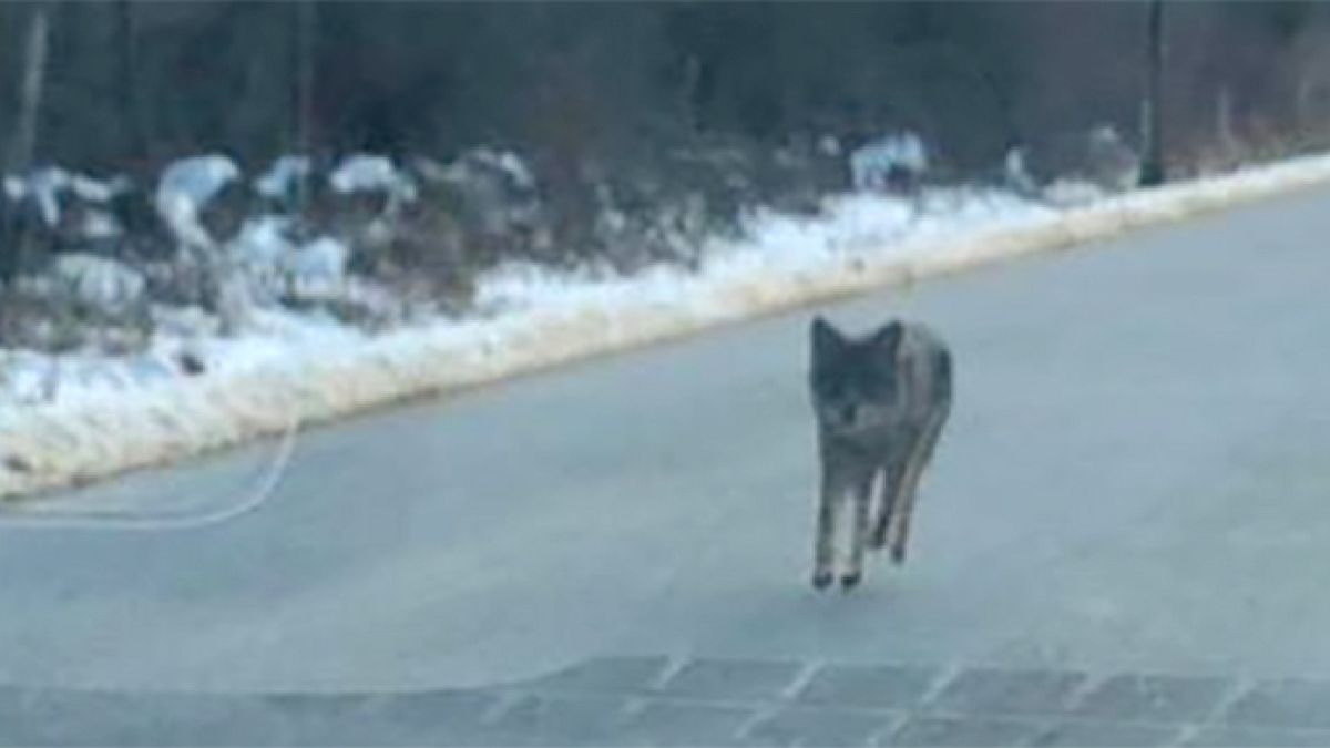 Image: Coyote in New Hampshire