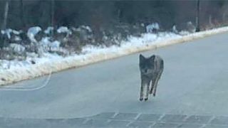 Image: Coyote in New Hampshire