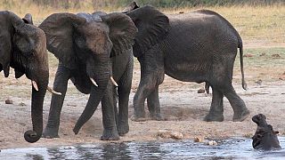 Le Botswana accuse les Etats-Unis d"'encourager le braconnage des éléphants"