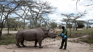 World's last male northern white rhino, Sudan, dies in Kenyan conservancy