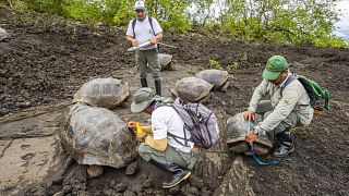 Not so 'Lonesome?' Galápagos tortoise subspecies thought extinct lives on.