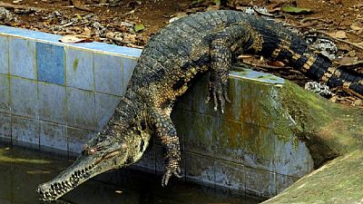 Un crocodile abattu après avoir créé la panique dans une ville du Zimbabwe