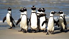 African penguins between Simon's Town and Cape Point, near Cape Town, in So