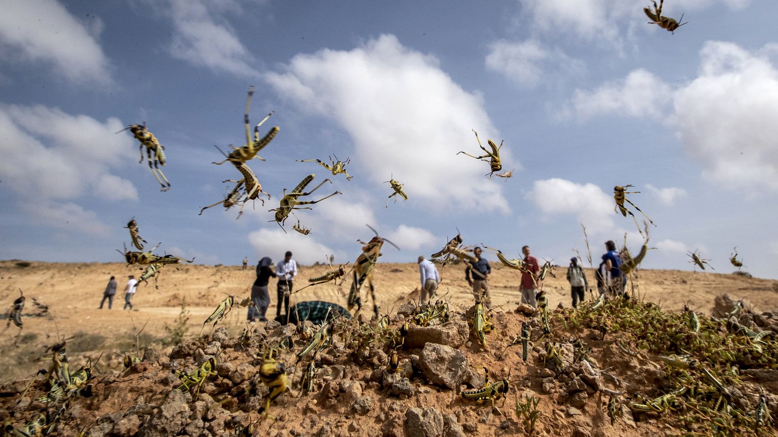 Image: Young locusts jump in the air near Garowe, Somalia, on Feb. 5, 2020.