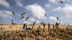 Image: Young locusts jump in the air near Garowe, Somalia, on Feb. 5, 2020.