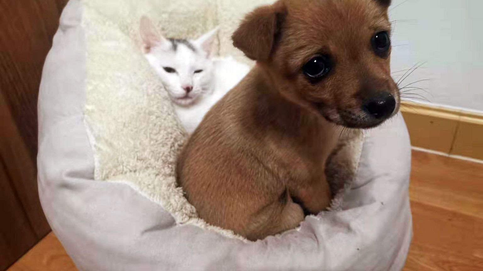 Image: Chen Yi's pets