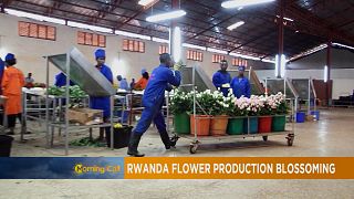 Rwanda's blossoming flowers [The Morning Call]