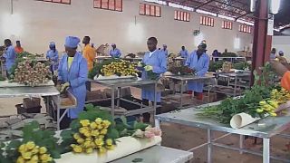 Rwanda : développer la production de fleurs