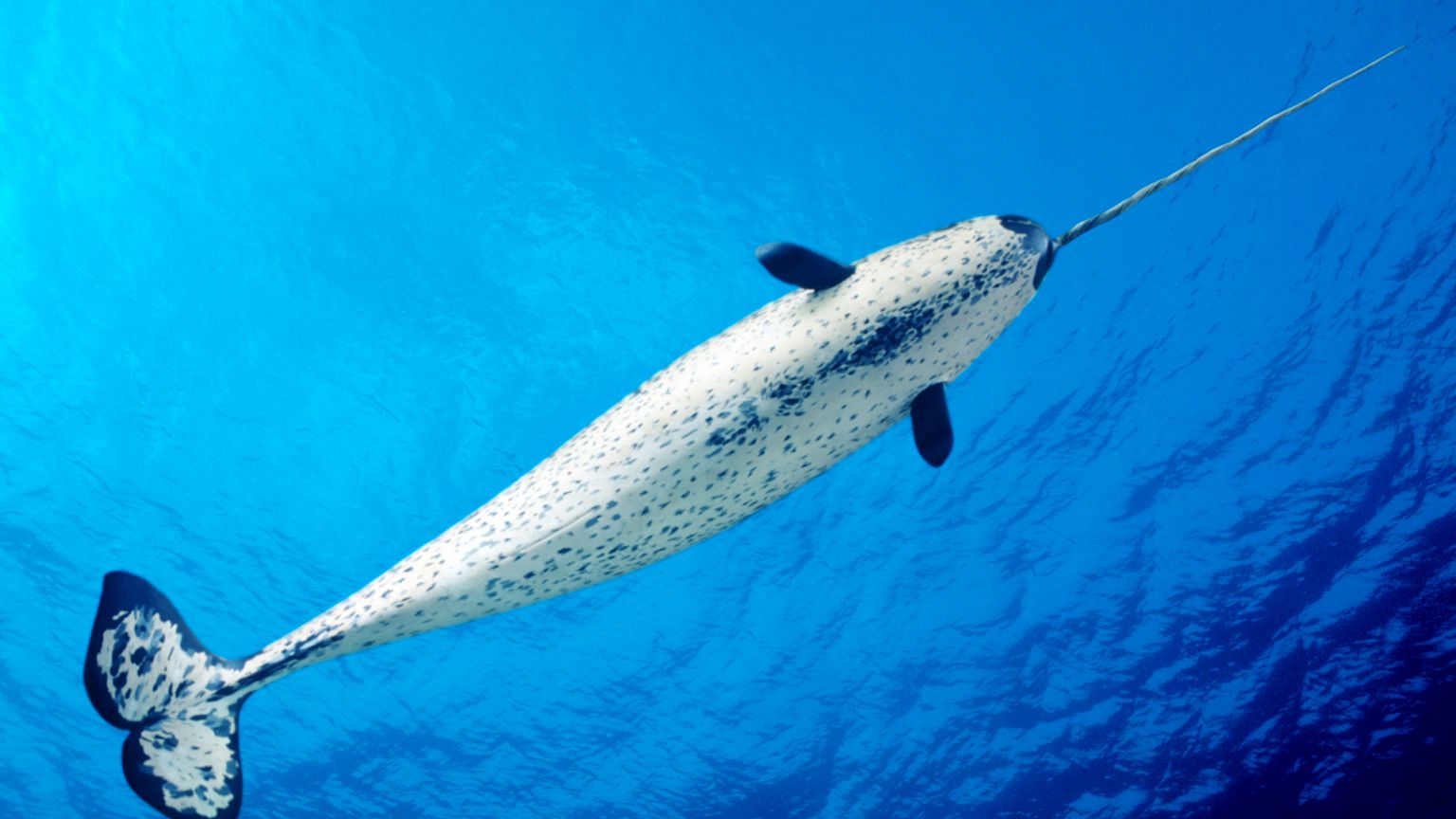 Image: A male narwhal in the ocean