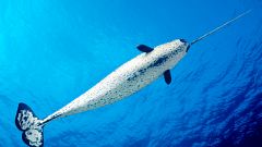 Image: A male narwhal in the ocean
