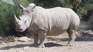 Kenya : un mémorial pour « Sudan », le dernier rhinocéros blanc mâle