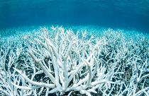 Image: Bleached coral on Australia's Great Barrier Reef near Port Douglas
