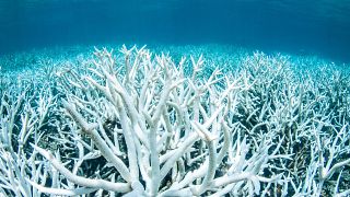 Image: Bleached coral on Australia's Great Barrier Reef near Port Douglas