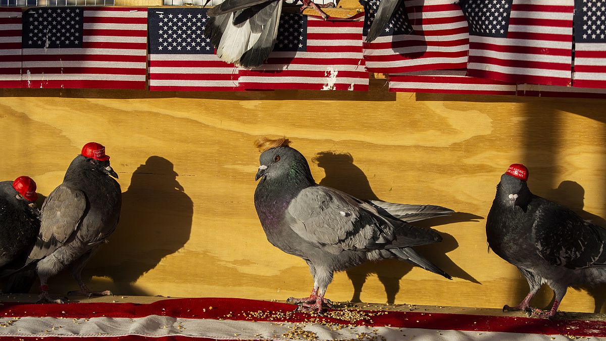 Image: MAGA-hat-wearing pigeons Las Vegas