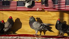 Image: MAGA-hat-wearing pigeons Las Vegas