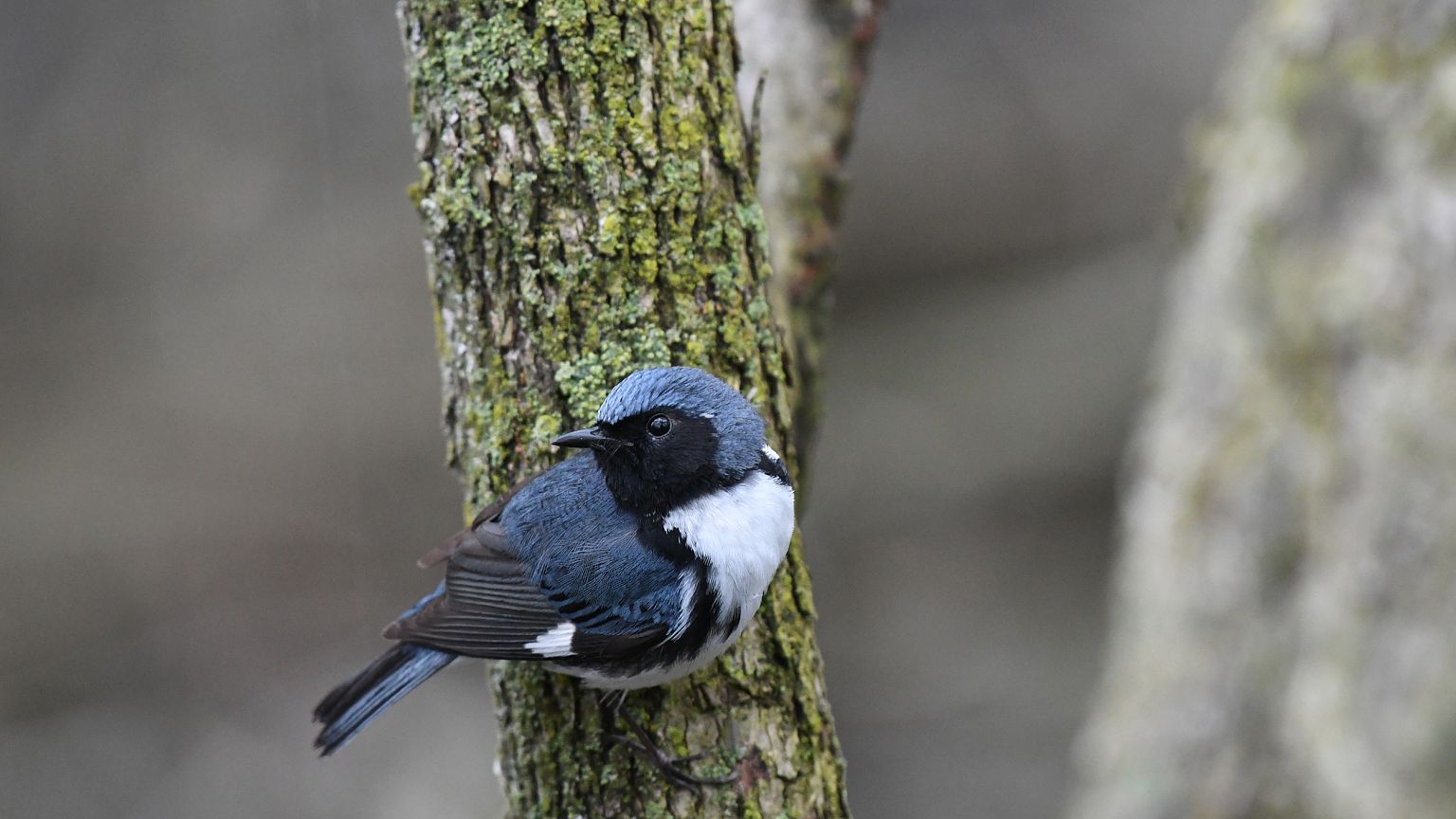 A black-throated Blue Warbler