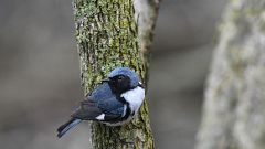 A black-throated Blue Warbler