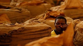 HRW warns of serious health risks facing Zimbabwe's tobacco workers and children