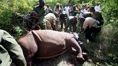 Kenya marks rhinos in conservation drive