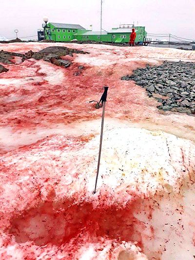 Blood-red algae blanket the snow near Antarctica\'s Vernadsky Research Base.