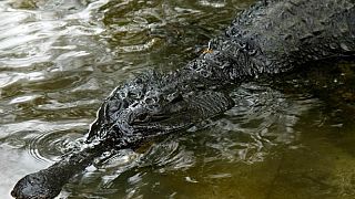 Namibia to pay up to $8,297 to families of victims killed by hippos and crocodiles