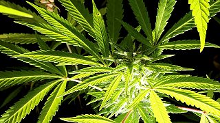 Dépénalisation de la production du cannabis au Zimbabwe