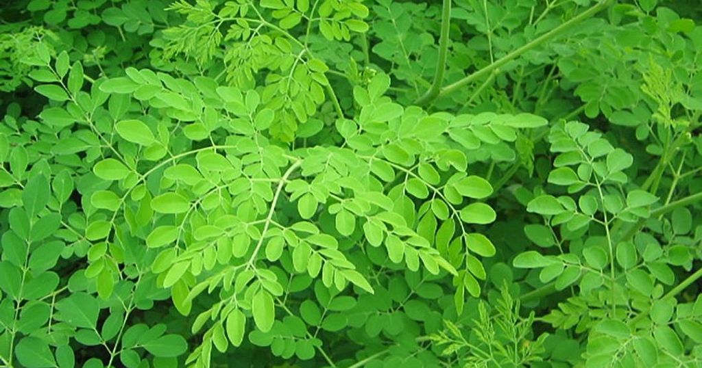 The numerous benefits derived from the Moringa tree | Africanews