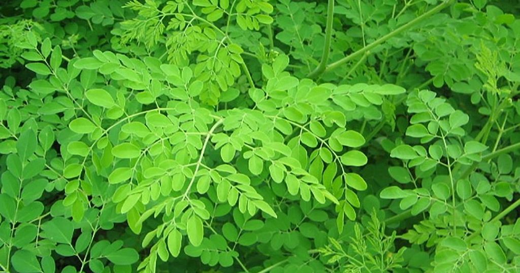 Image result for moringa tree