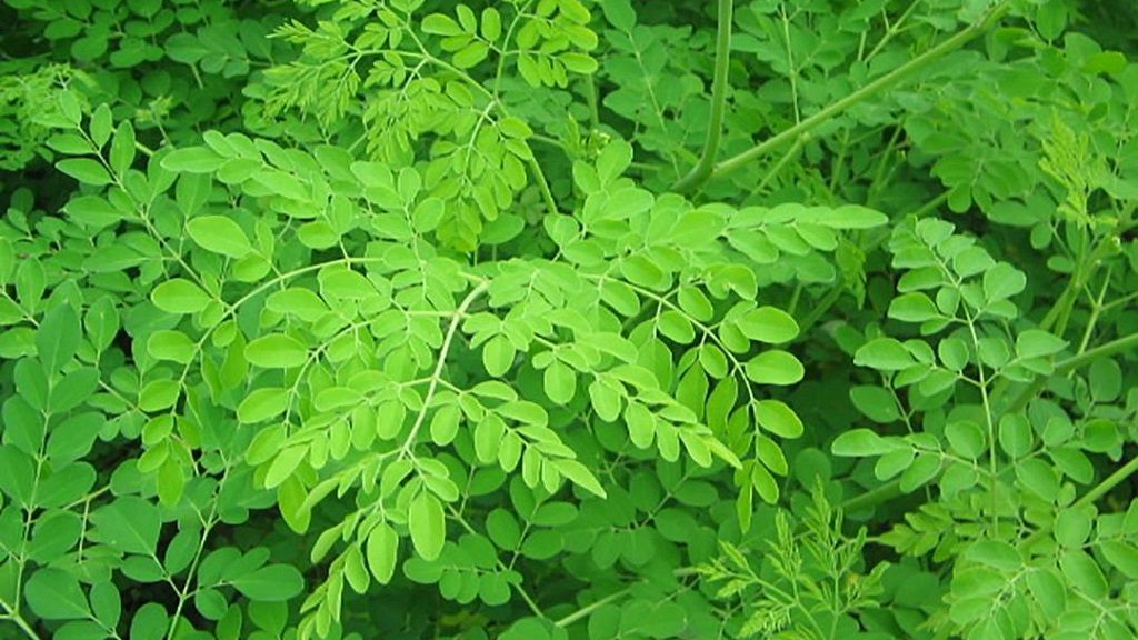 The numerous benefits derived from the Moringa tree | Africanews