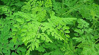 The numerous benefits derived from the Moringa tree