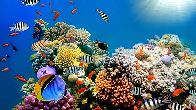 Australia to provide $ 500 million to restore and protect Great Barrier Reef