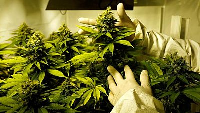 Zimbabwe to charge marijuana growers $50,000