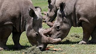 Three rhinos killed by poachers in Kenya National Park - Ministry