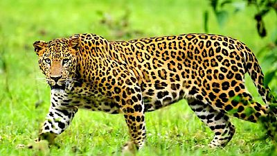Ugandan authorities hunt for leopard that ate 3 year old boy