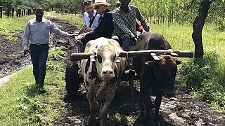 [Photos] Irish ambassador in Kenya rides ox cart to open school block