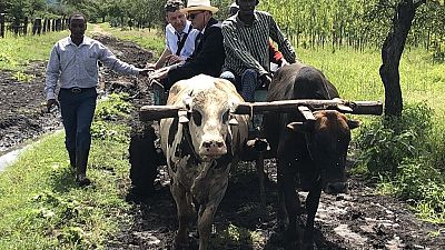 [Photos] Irish ambassador in Kenya rides ox cart to open school block
