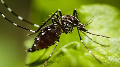 Ghana : des moustiques « intelligents » qui résistent aux insecticides
