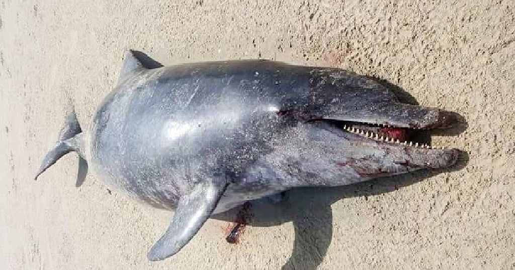 tudomány bálna cet delfin pusztulás zajszennyezés kihaló faj