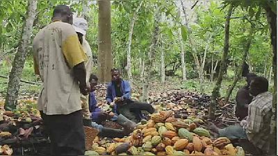 Filière cacao en Afrique : la transformation reste le grand défi