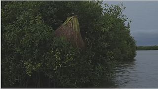 Bénin : une divinité vaudoue appelée au secours de la mangrove