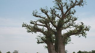 Attention, les baobabs en Afrique se meurent !