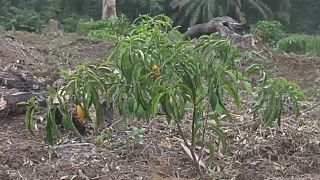 Gabon's sacred plant 'Iboga' under threat of extinction