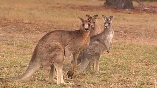 Миграционная статистика. С Австралией против США. Миграционная статистика. С Австралией против США.