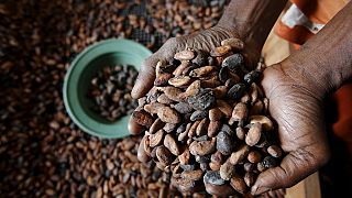 Ivory Coast aims to grind 1 million tonnes of cocoa beans by 2022