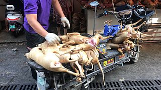 Outcry over China's controversial dog meat festival