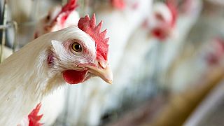 Ghana reports outbreaks of H5 bird flu on farms