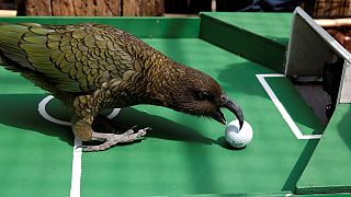 WC 2018: soothsaying parrot predicts French win over Uruguay