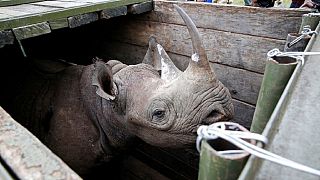 8 endangered black rhinos die in Kenya in botched relocation