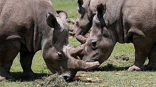 Kenya's Ministry of Tourism wants independent probe following death of 9th black rhino.