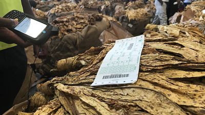 Zimbabwe tobacco output at all-time high, defying years of economic gloom